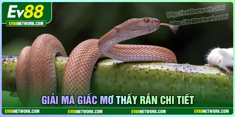 Mơ thấy rắn đánh đề bao nhiêu? Điềm tốt hay xấu? Giải mã giấc mơ về rắn chi tiết dễ hiểu