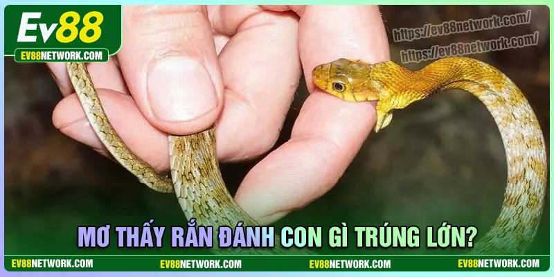 Mơ thấy rắn đánh đề bao nhiêu? Điềm tốt hay xấu? Mơ thấy rắn đánh con gì hôm nay trúng lớn?