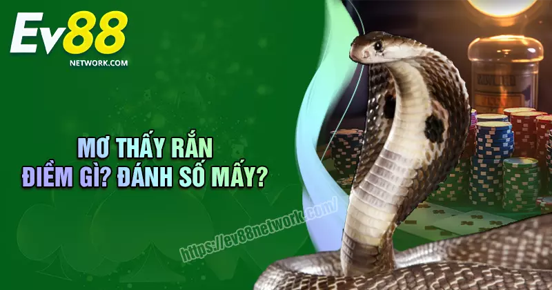Mơ thấy rắn đánh đề bao nhiêu? Điềm tốt hay xấu? Mơ thấy rắn đánh đề bao nhiêu? Điềm tốt hay xấu?