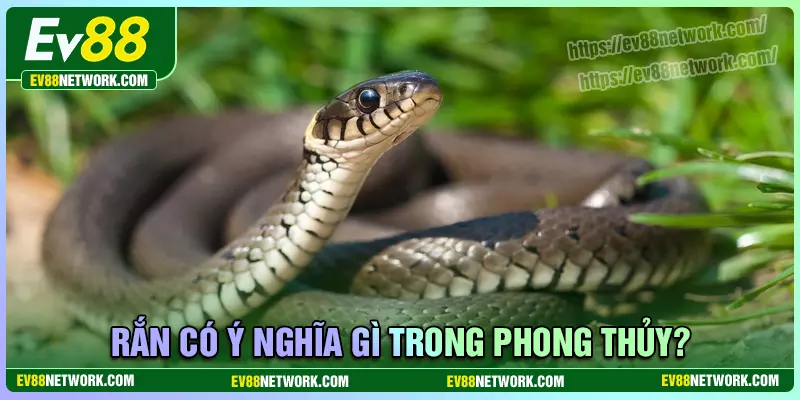 Mơ thấy rắn đánh đề bao nhiêu? Điềm tốt hay xấu? Rắn có ý nghĩa gì trong phong thủy?